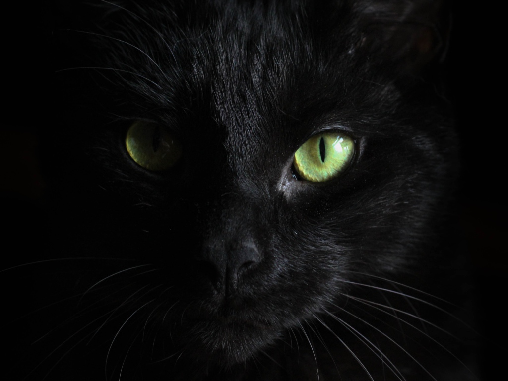 Голова черного зеленоглазого кота на черном фоне