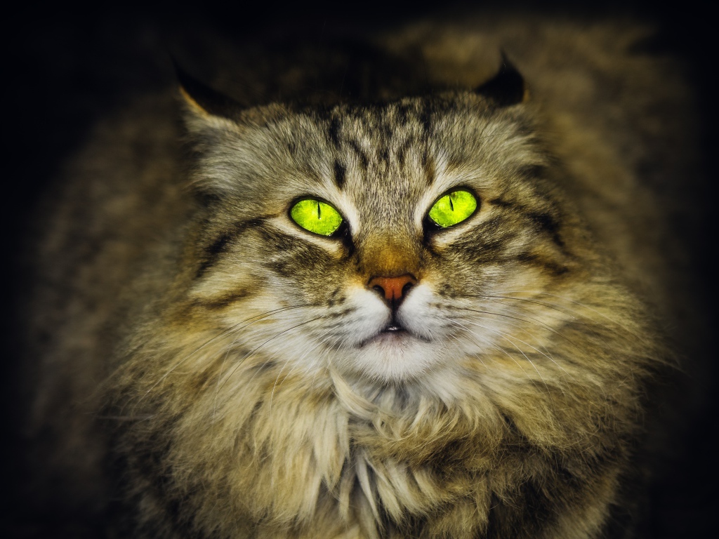 Большой пушистый серый кот с красивыми глазами