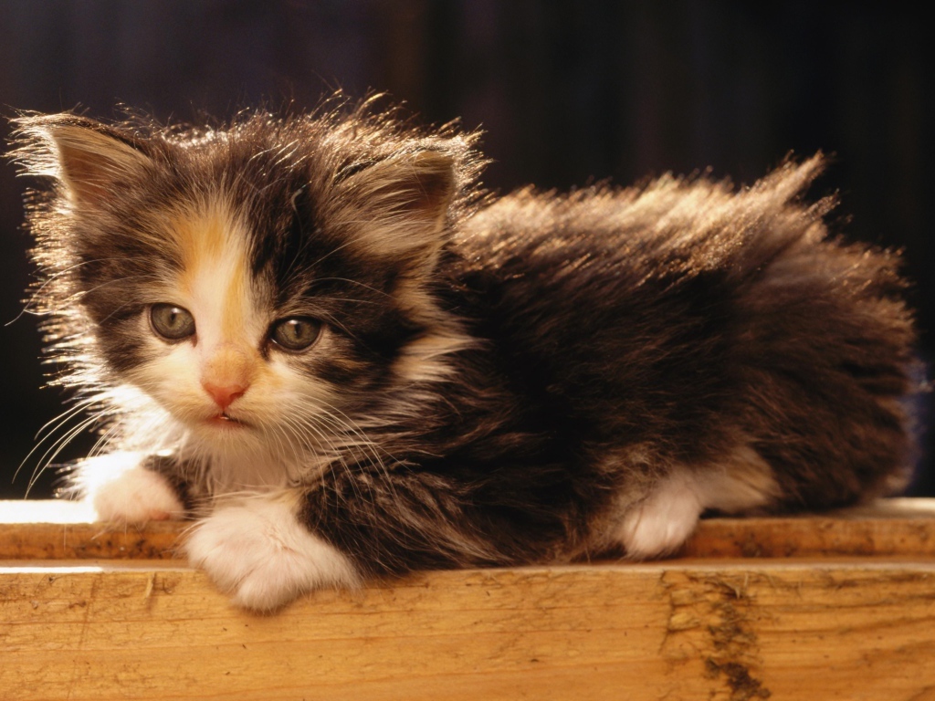 Маленький милый пушистый котенок в лучах солнца