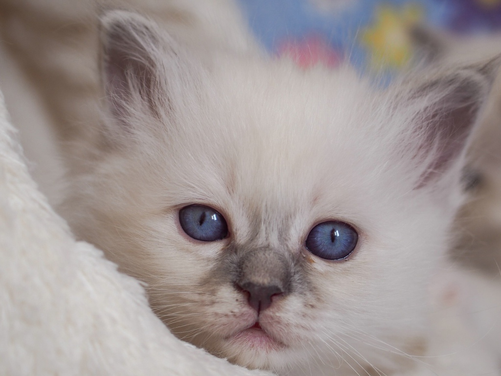 Маленький милый голубоглазый котенок