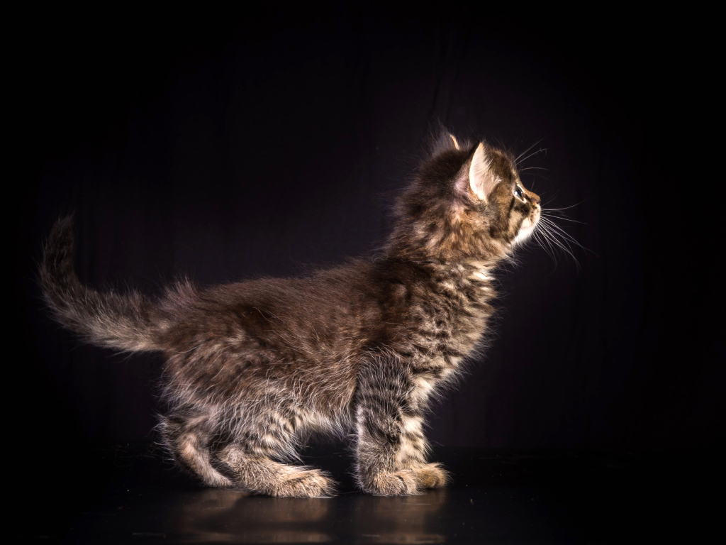 Маленький пушистый серый котенок на черном фоне