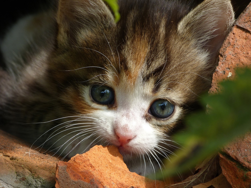 Маленький забавный котенок