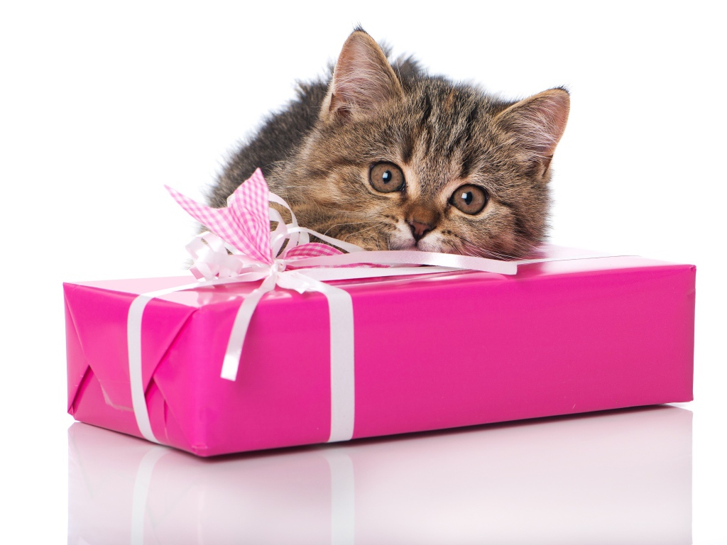 Маленький серый котенок с розовым подарком на белом фоне