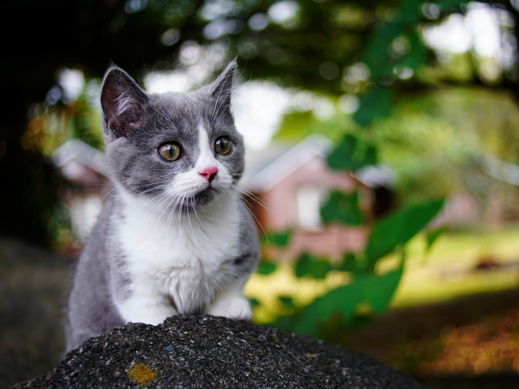 Маленький котенок крупным планом 