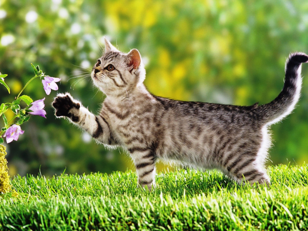 Маленький  котенок гуляет по зеленой траве