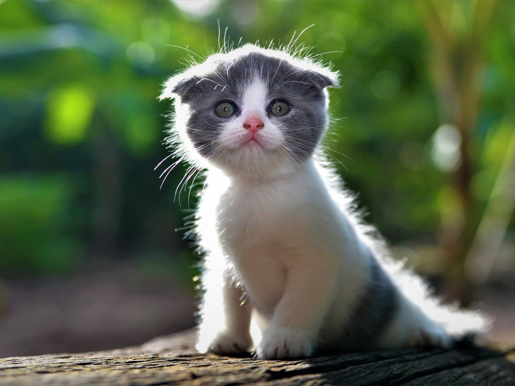 Маленький вислоухий серо-белый котенок