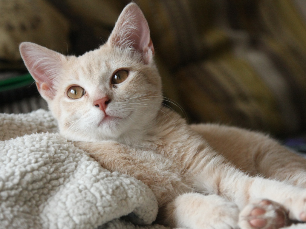 Маленький рыжий котенок лежит на теплой постели