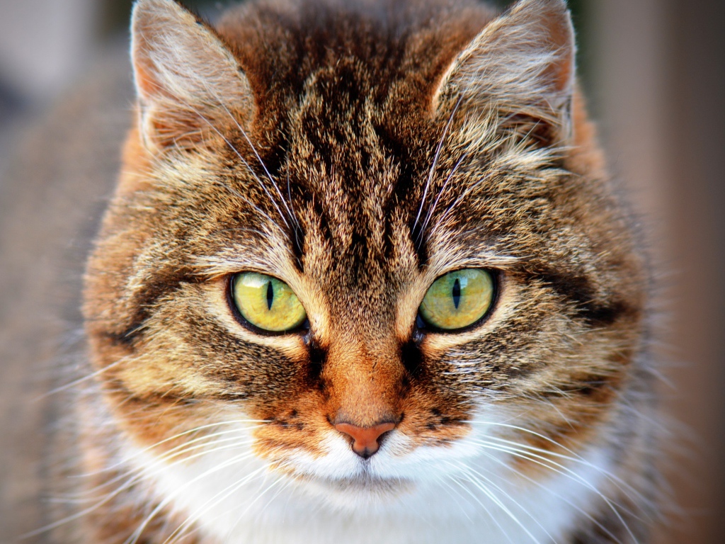 Морда красивого серого кота с желтыми глазами