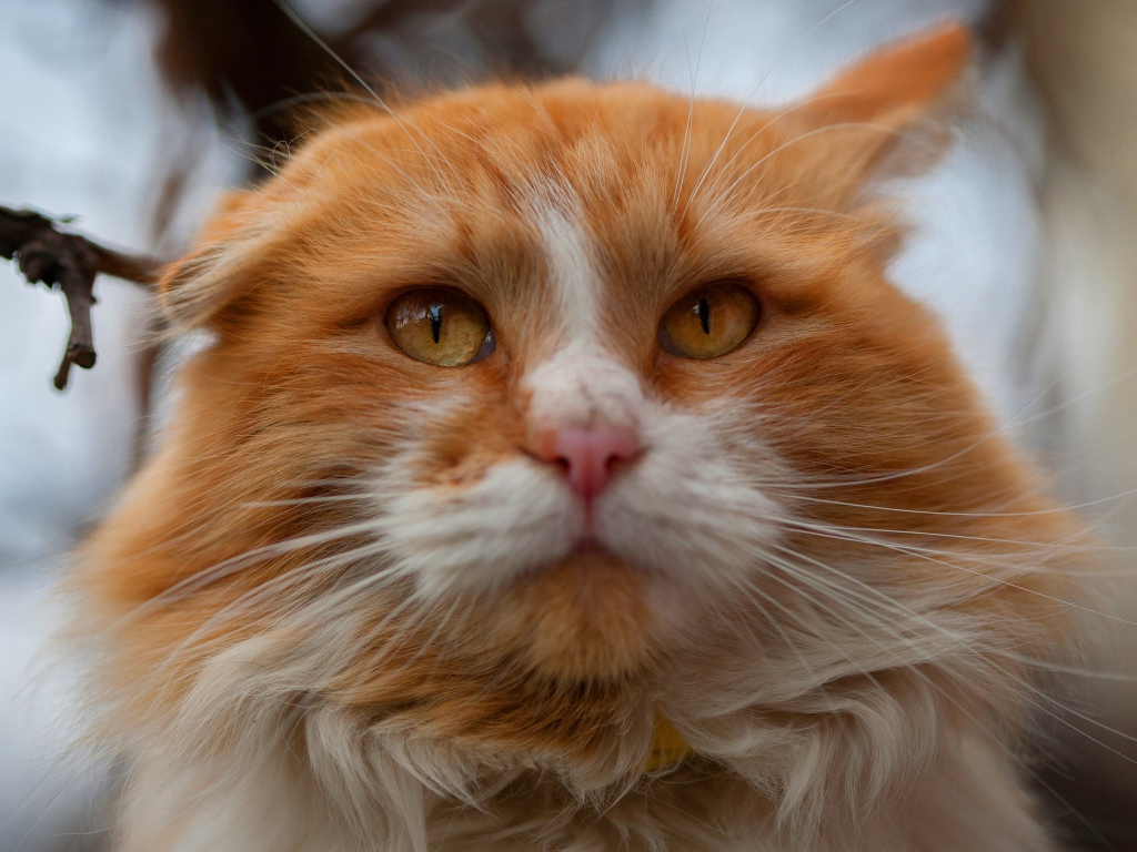 Морда красивого рыжего с белым кота крупным планом