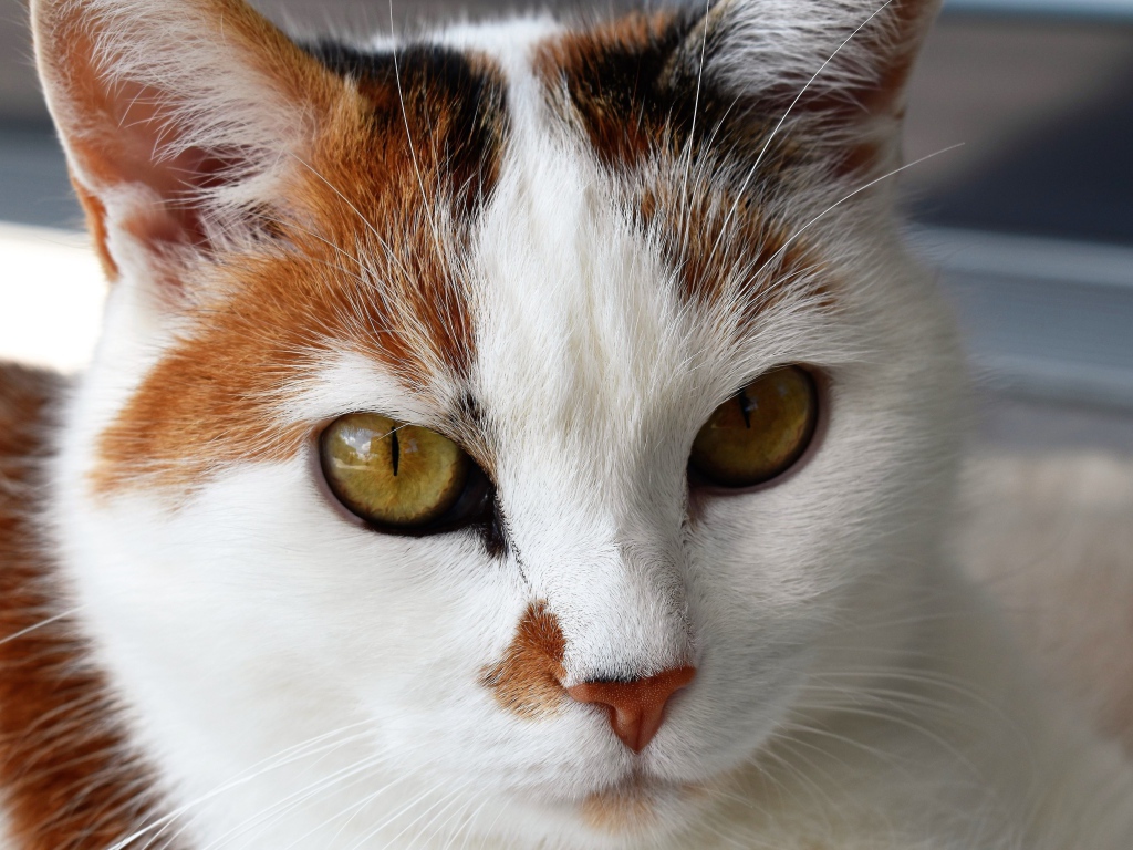 Морда кошки с красивым окрасом