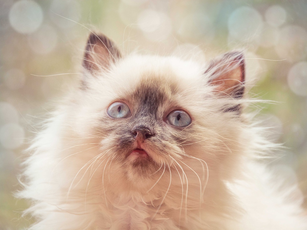 Породистый пушистый голубоглазый котенок