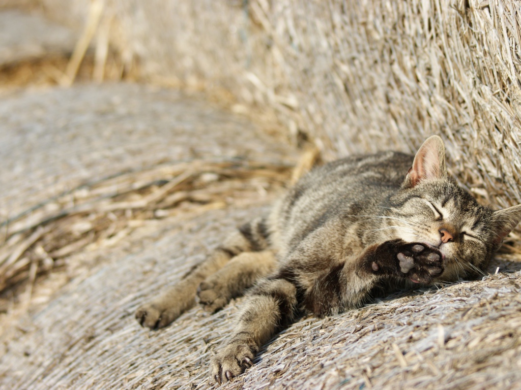Рыжий котенок спит на сене