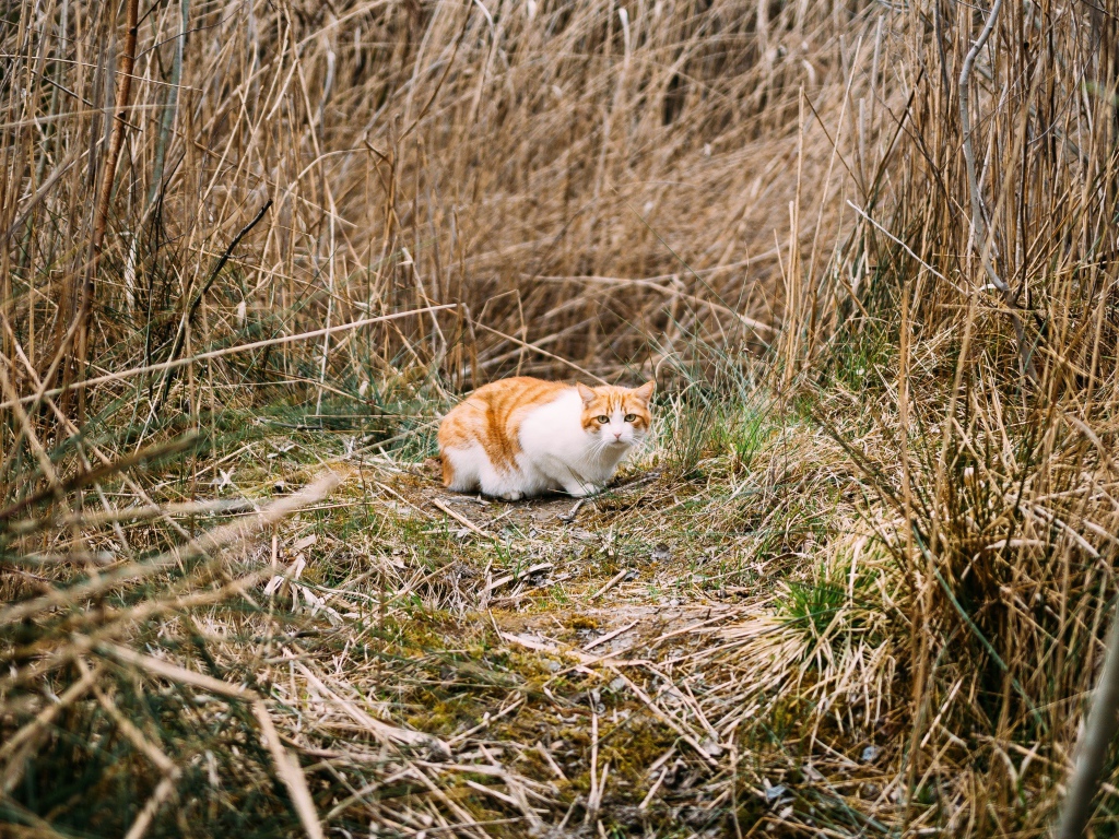 Рыже-белый испуганный кот в траве