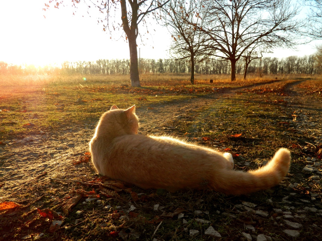 Рыжий кот лежит на земле в лучах осеннего солнца