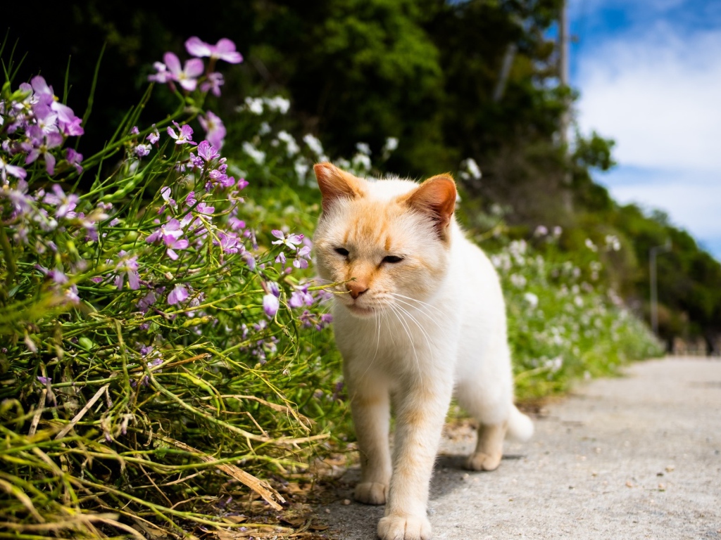 Рыжий кот рядом с цветами у дороги 