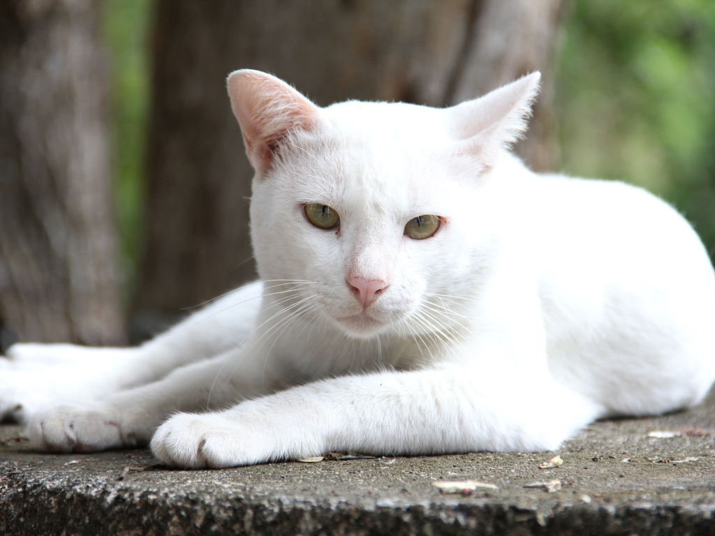 Грустный белый кот лежит на земле 