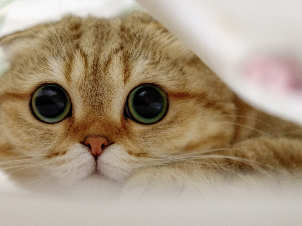 Шотландский вислоухий кот с большими глазами