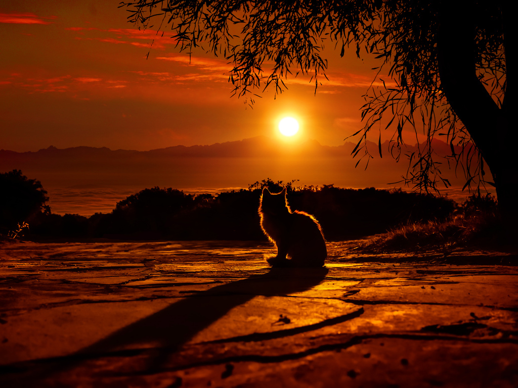 Силуэт кота на закате солнца 