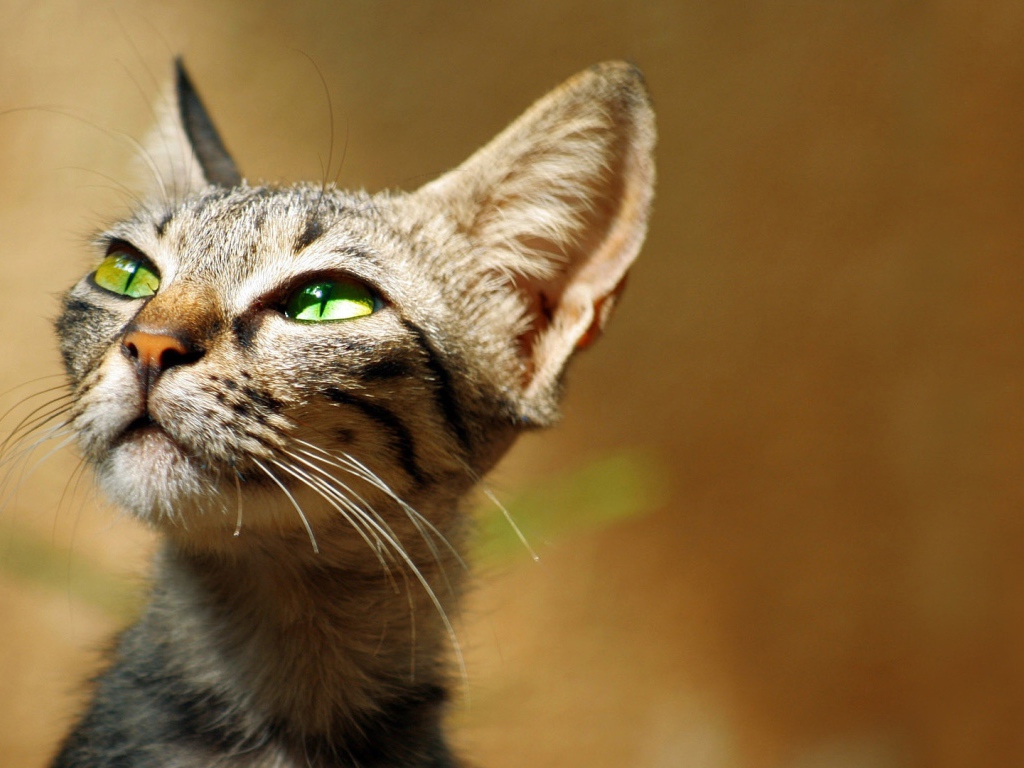 Хитрый зеленоглазый серый кот 