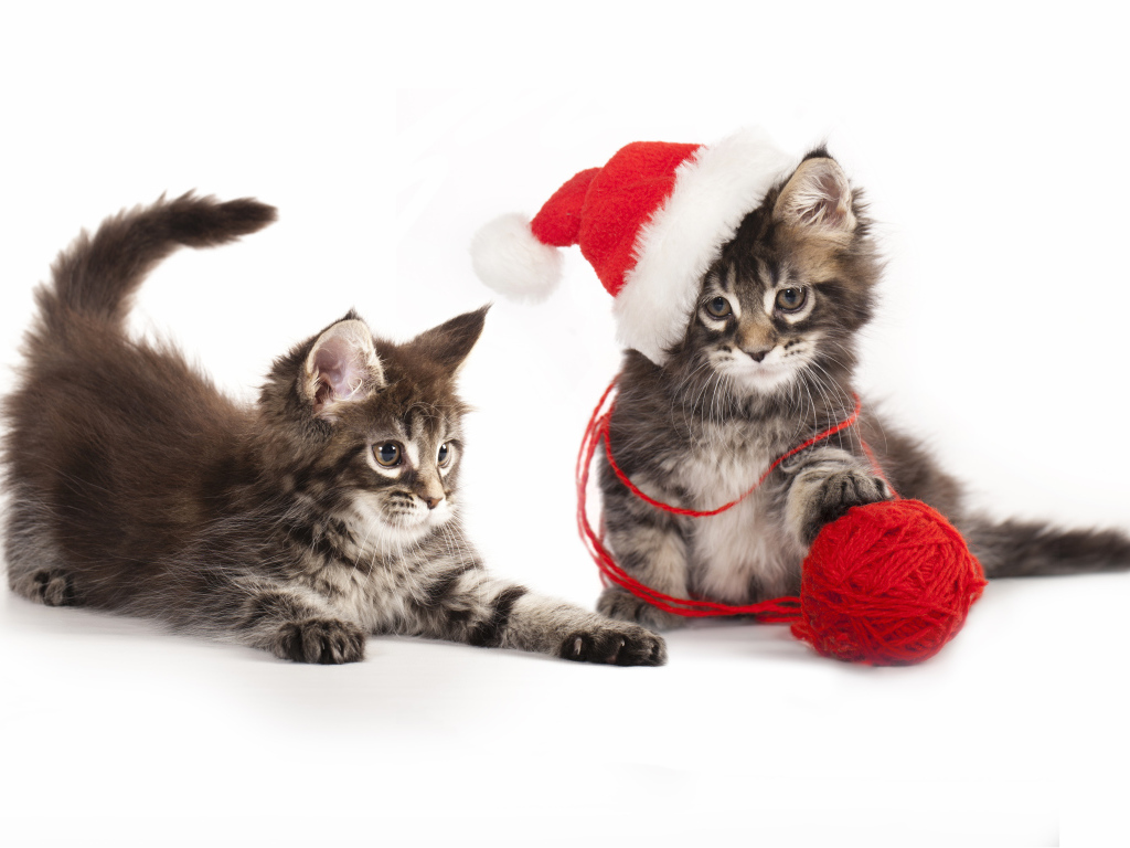 Два котенка породы мейн кун на новый год на белом фоне