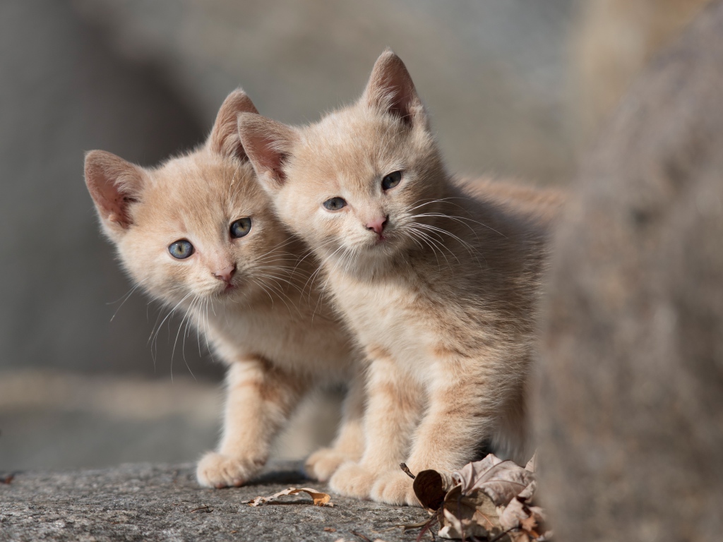 Два маленьких рыжих котенка 
