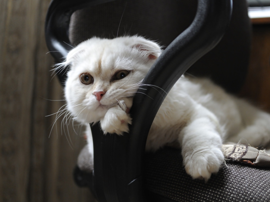 Белая шотландская вислоухая кошка лежит в кресле