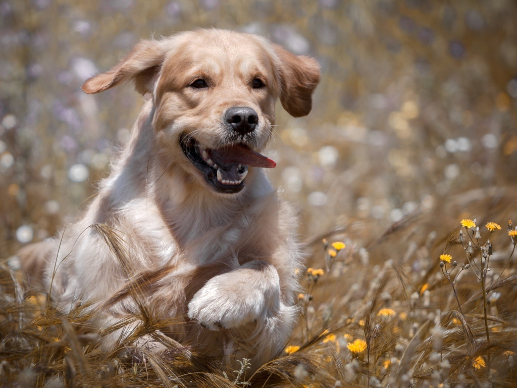 Веселый золотистый ретривер бежит по пшеничному полю