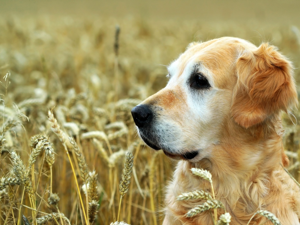 Собака породы золотистый ретривер сидит в поле пшеницы