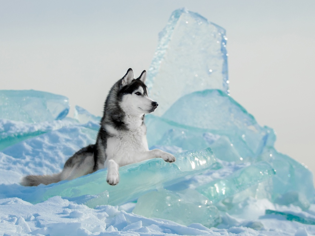 Собака  породы хаски лежит на голубой льдине