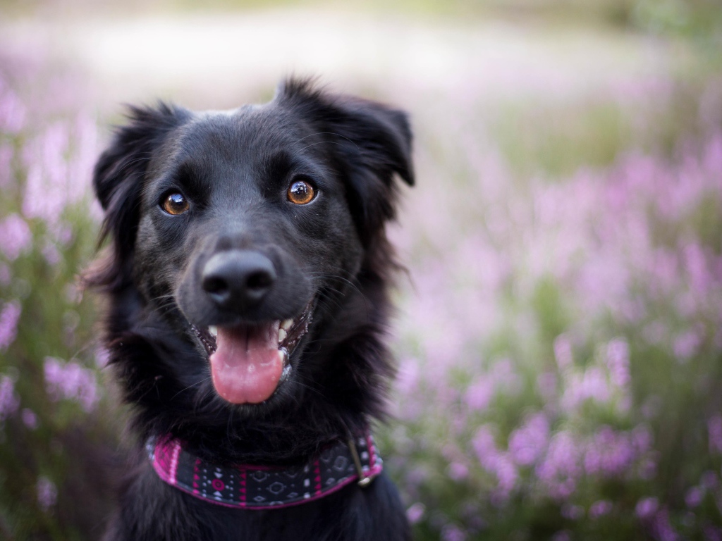 Забавная черная собака с высунутым языком