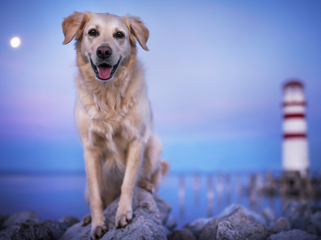 Золотистый ретривер с высунутым языком стоит на камне