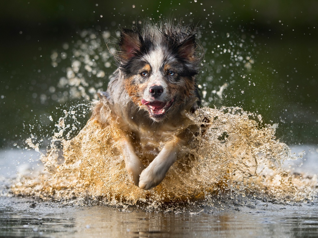 Радостная собака бежит по воде
