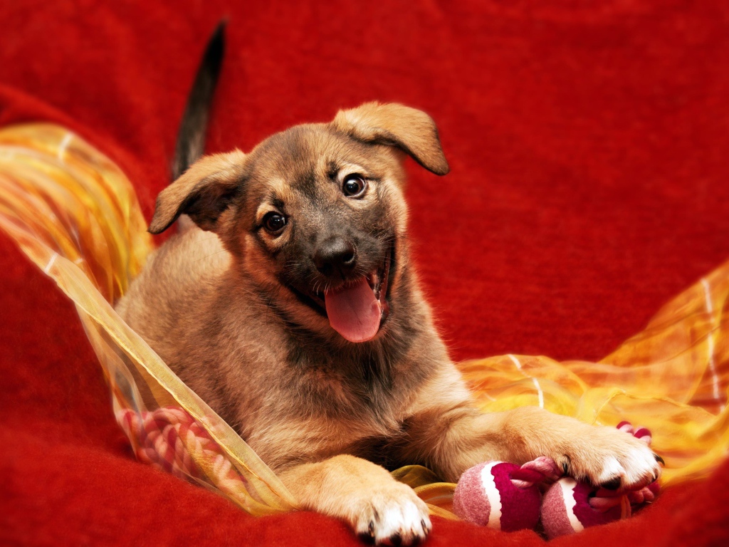 Маленький забавный щенок с высунутым языком