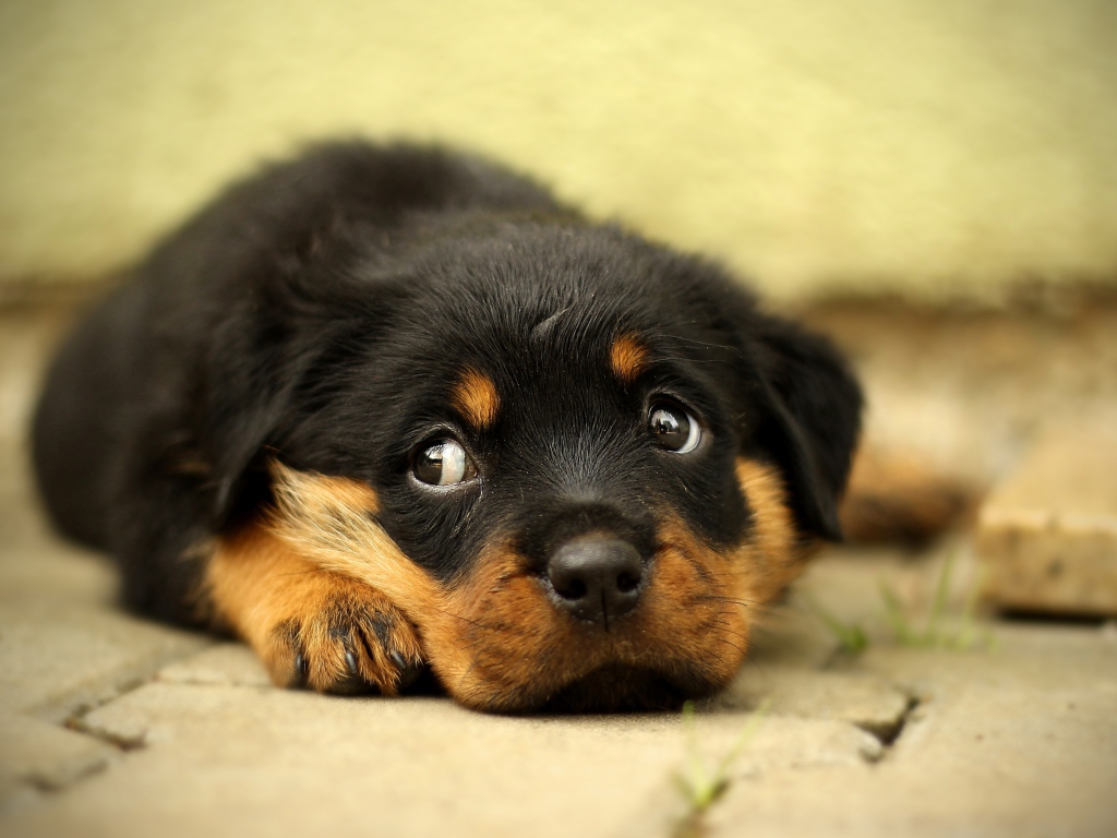 Маленький грустный щенок ротвейлера