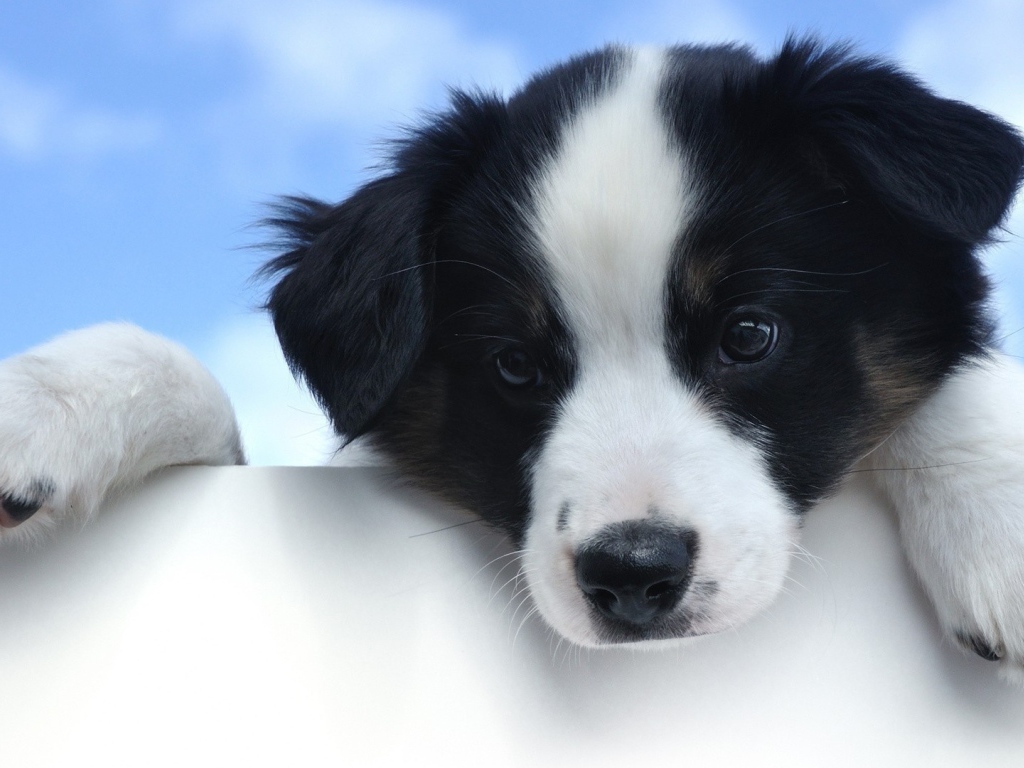 Маленький грустный щенок породы бордер колли