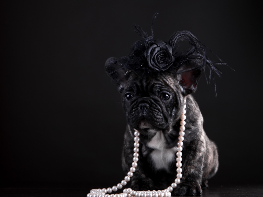 Щенок французского бульдога в бусах и шляпке