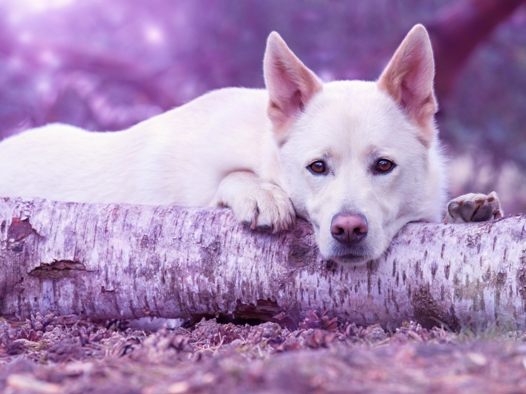 Грустная белая овчарка лежит на дереве