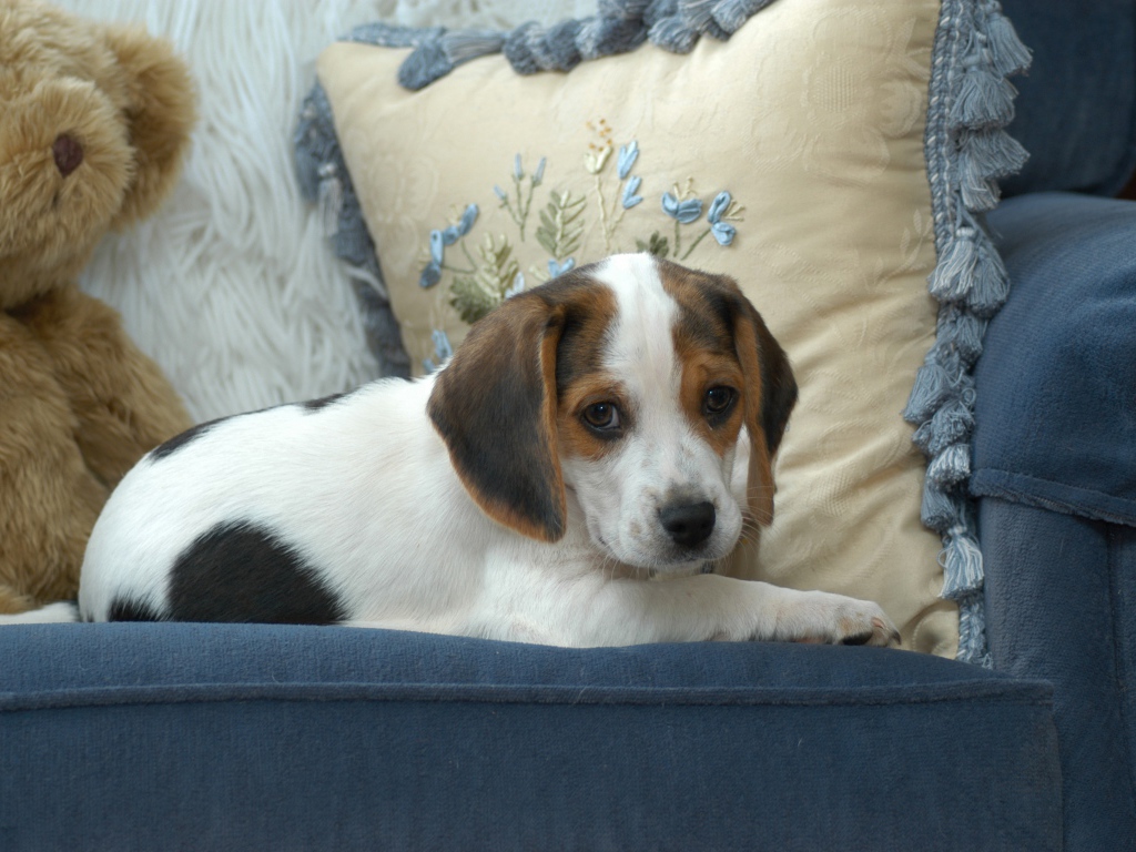 Маленький щенок бигль  лежит на диване с подушками