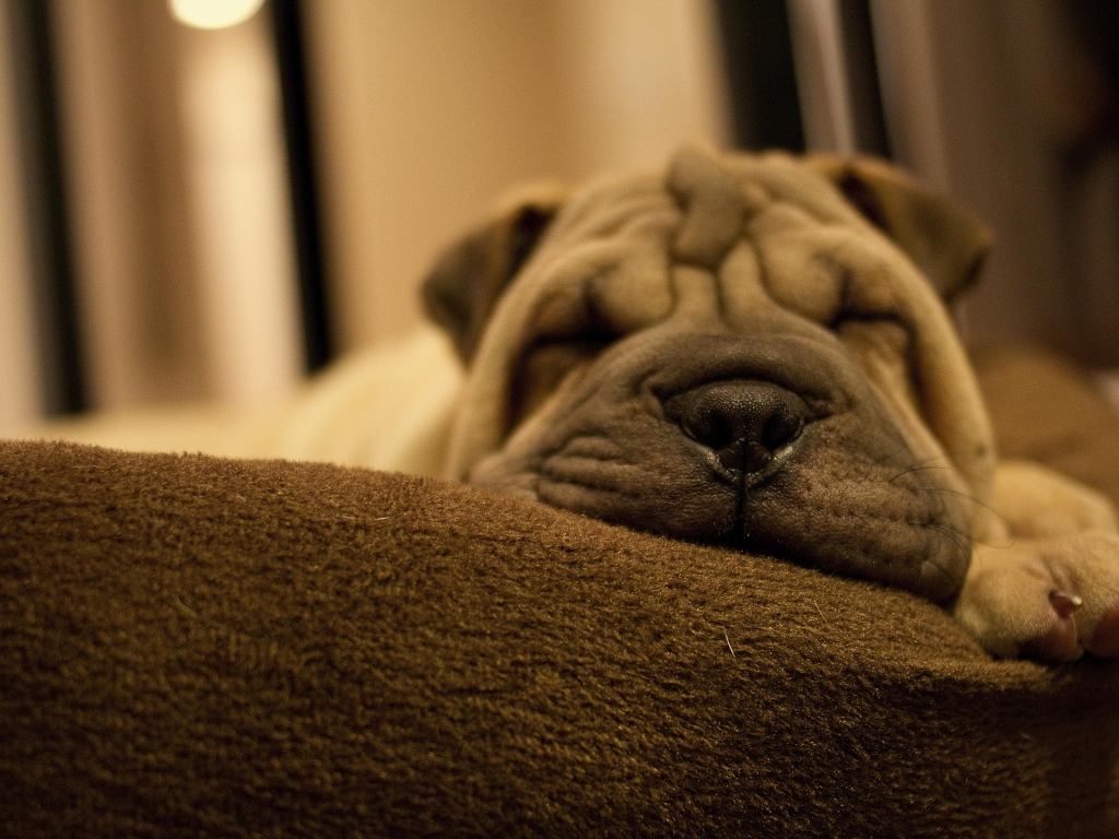 Маленький спящий щенок шарпея