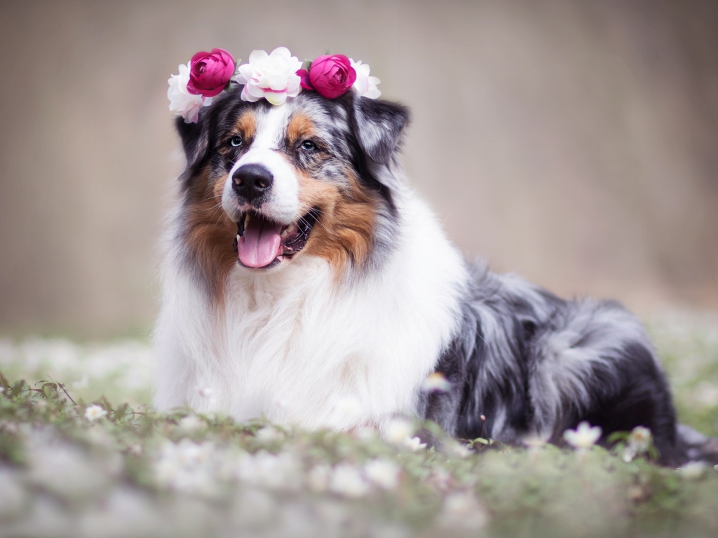 Австралийская овчарка с венком на голове 