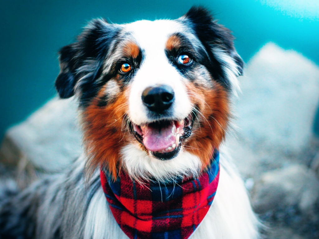 Australian Shepherd with sticking out tongue