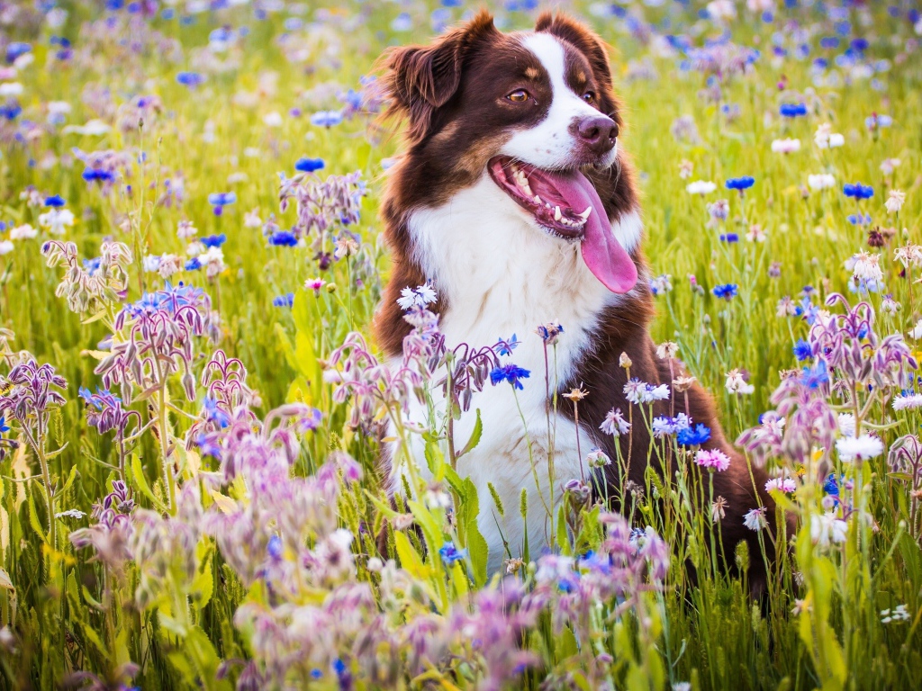 Австралийская овчарка с высунутым языком сидит в сиреневых полевых цветах