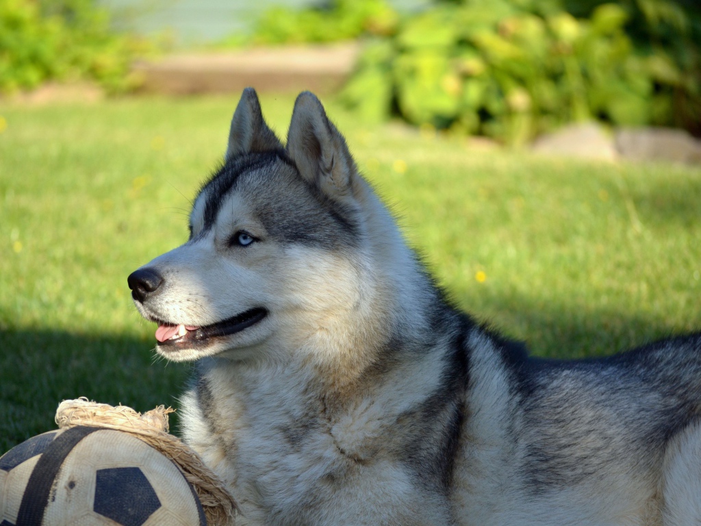 Красивый голубоглазый хаски лежит на зеленой траве