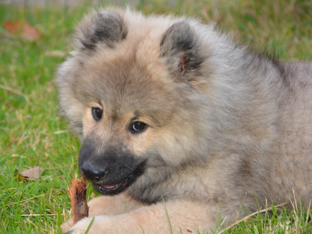 Большой пушистый щенок грызет палку на зеленой траве