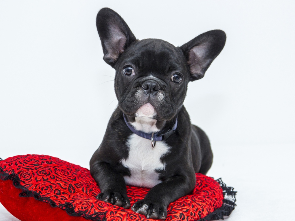 Черный щенок французского бульдога лежит на красной подушке в форме сердца 