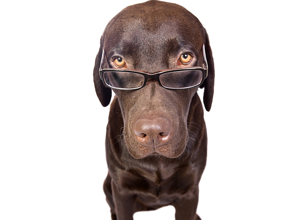 Коричневый лабрадор в очках на белом фоне