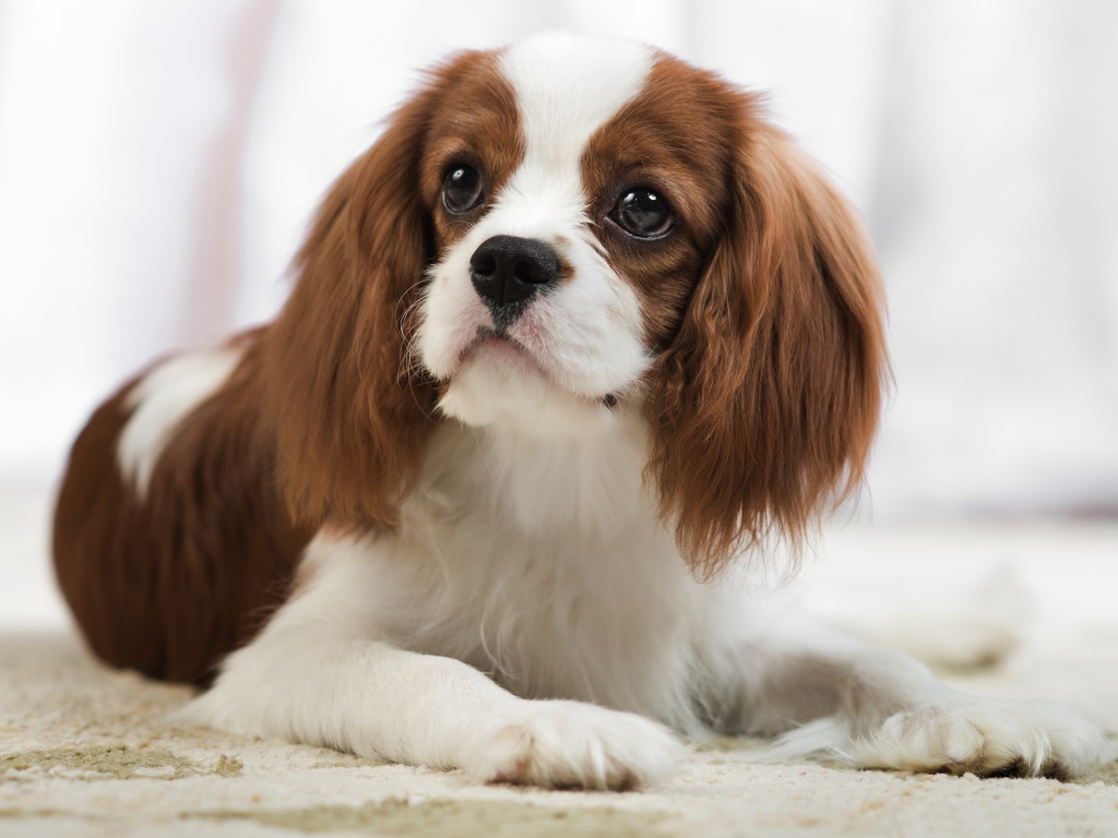 Кавалер кинг чарльз спаниель лежит на песке