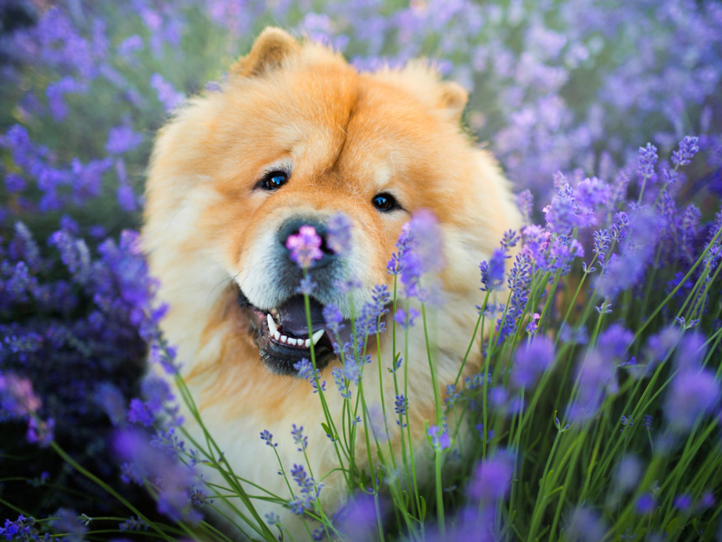 Веселый пес породы чау чау в фиолетовых цветах