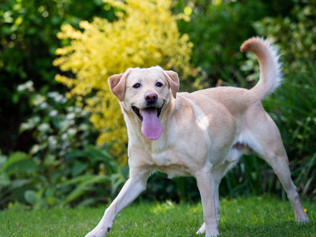 Веселый золотистый ретривер с высунутым языком 