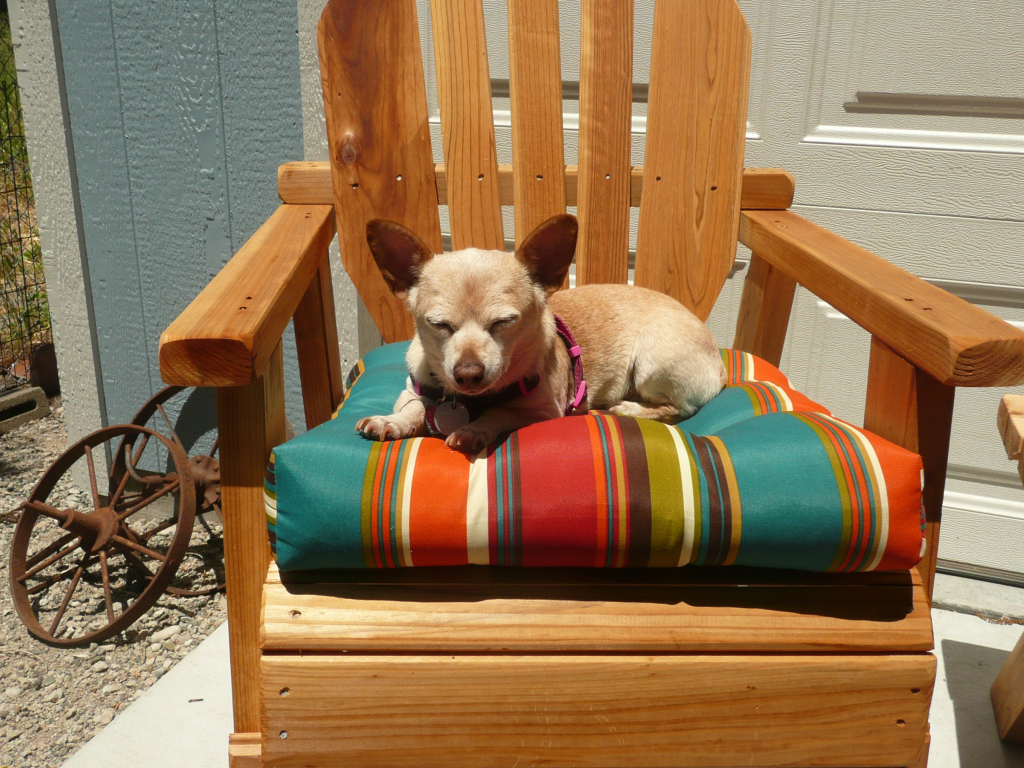 Чихуахуа спит в кресле